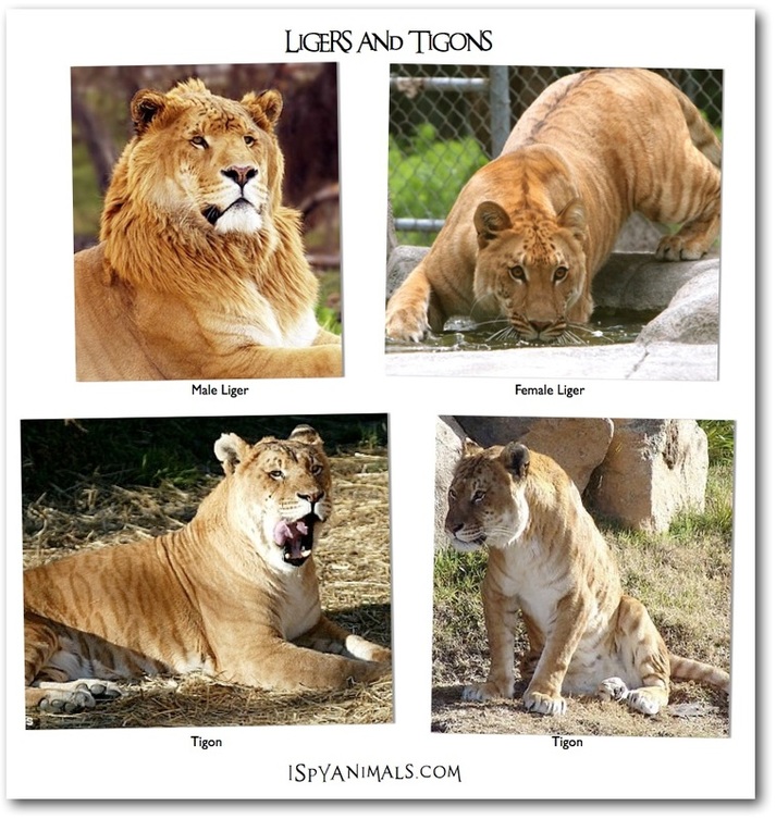 Fun Facts about Tigon and Liger - Dangerous Tigers